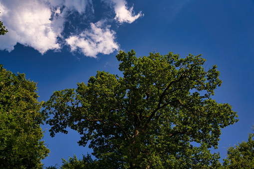 Pure Nature, a great view up into the trees direction sky with beautiful clouds in june, Germany