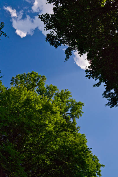 istock A great view up into the trees direction sky with beautiful clouds in june, Germany 1406379972