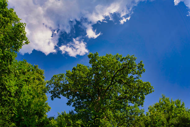 Pure Nature, a great view up into the trees direction sky with beautiful clouds in june, Germany