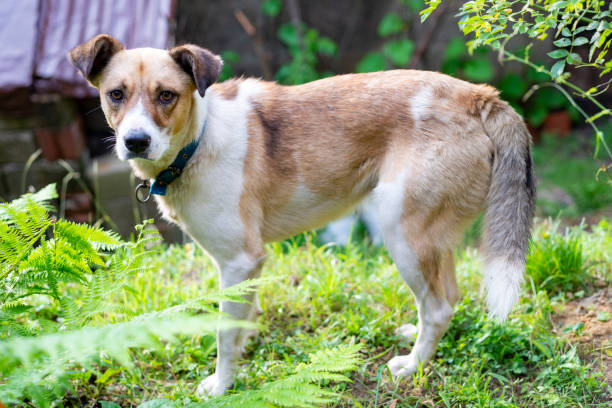 Free Stock Photo of Brown and White Dog Standing in a Field | Download ...
