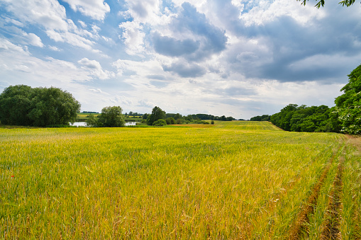 idyllic field with lake in the background