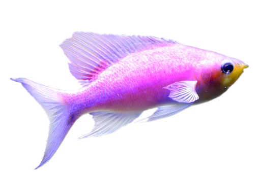 Purple Queen Anthias, Pseudanthias tuka or Yellowstriped Fairy Basslet is a schooling fish is native to Mauritius to Palau, and Southern Japan