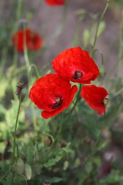 Great red poppies on natural shallow focus background. Selected focus.