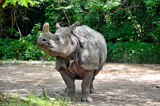 Indian rhinoceros (Rhinoceros unicornis), also called the Indian rhino, greater one-horned rhinoceros