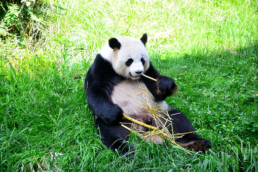 Young giant panda eating bamboo in the grass, portrait