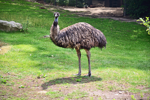 An emu 'smiling' at the camera. The emu (Dromaius novaehollandiae) is the second-largest living bird by height, after the ostrich.