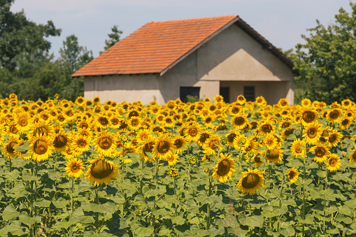 Abundant sunflower field in summer