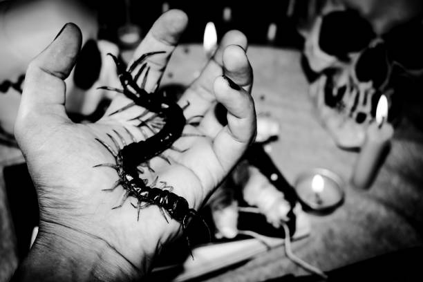 The Paradoxosomatidae millipede is black with yellow spots.