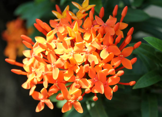 istock Close up beautiful flower 1406382298