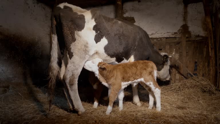 Beautiful Twin Calf Milking Cow In a Stable on a Farm