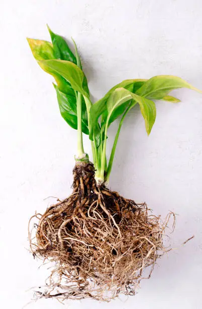Spathiphyllum roots and leaves with yellow spots on the white table. Concept of houseplant diseases, pests and leaf burn
