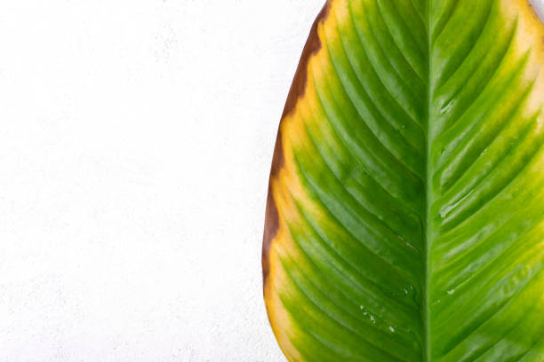 istock Spathiphyllum leaf with yellow and brown spots 1406383626