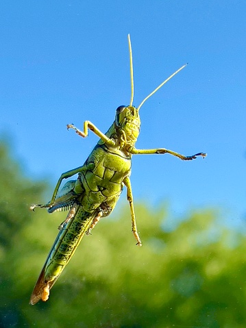 Underside view of a grasshopper (Melanoplus) on a window