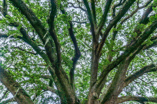 Live Oak branches reach for the sky in Charleston, South Carolina.