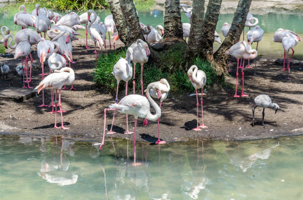 istock White Flamingoes Flock 4 1406386059