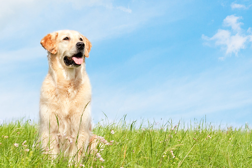 Golden Retriever is sitting on a meadow on a sunny day