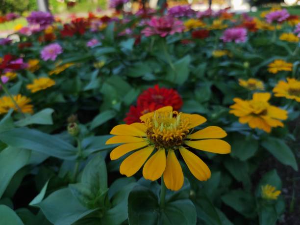 istock Common Zinnia or Zinnia elegans 1406386859