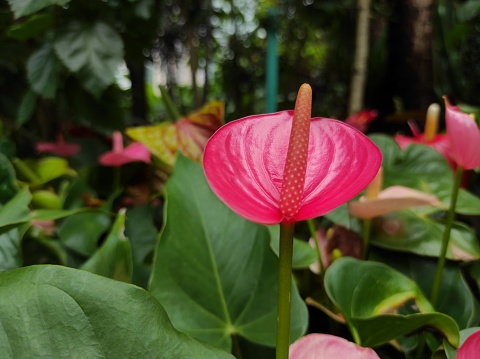 Anthurium andraeanum or also called flamingo lily, from its brightly colored wax flowers.