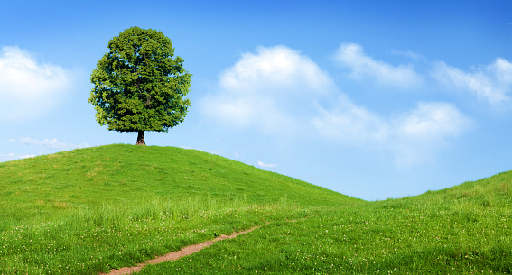 Beautiful hills, blooming meadows and lonely tree in Swiss Alps