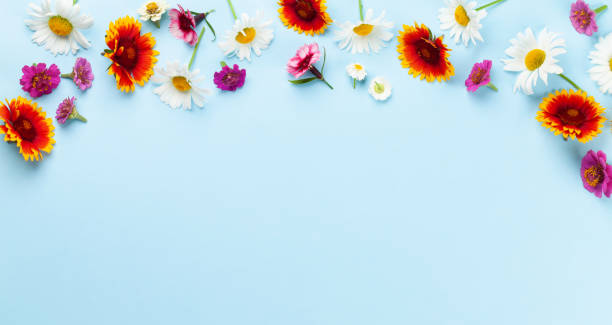 istock Chamomile garden flowers on blue background 1406389291