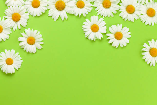 istock Chamomile garden flowers on green background 1406389319