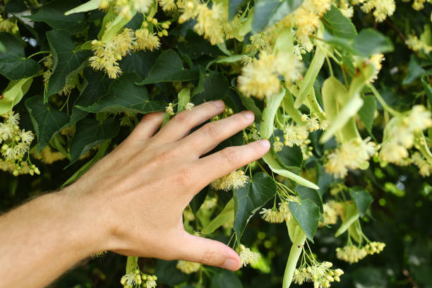 istock Linden blossoms. Linden in summer 1406389745