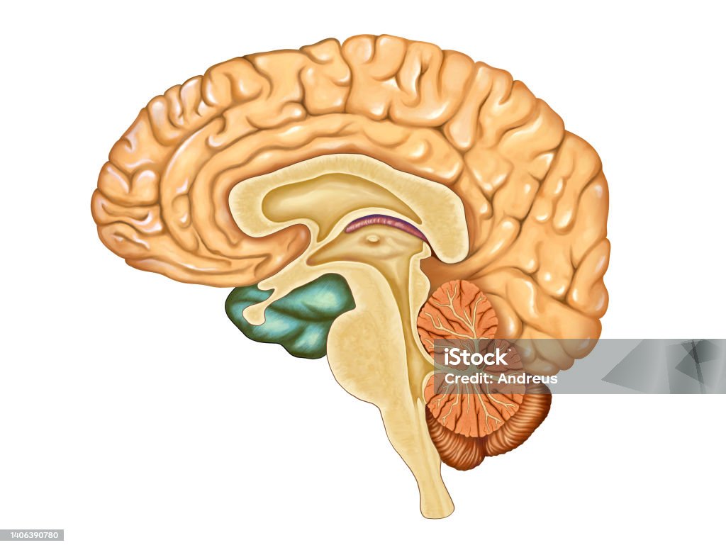 Hersen Brain Crosssection Stockvectorkunst en meer beelden van Menselijke ...