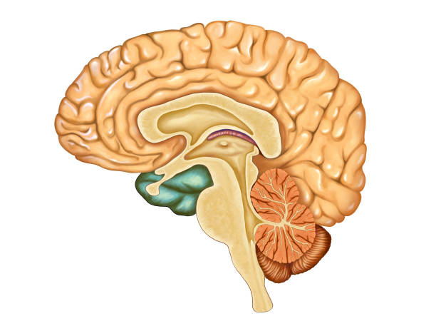 Brain cross-section Cross-section of an human brain. Digital illustration nervous tissue stock illustrations