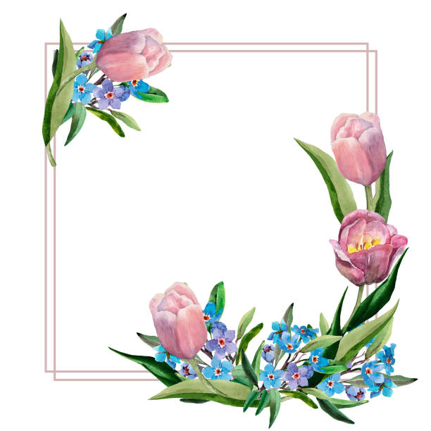 꽃다발의 정사각형 꽃 프레임 봄 꽃 핑크 튤립 파란색 잊어 버리지 않습니다 손으로 그린 수채화 흰색 배경 텍스트를위한 장소 결혼식  초대장 인사말 카드를위한 세련된 디자인 0명에 대한 스톡 벡터 아트 및 기타