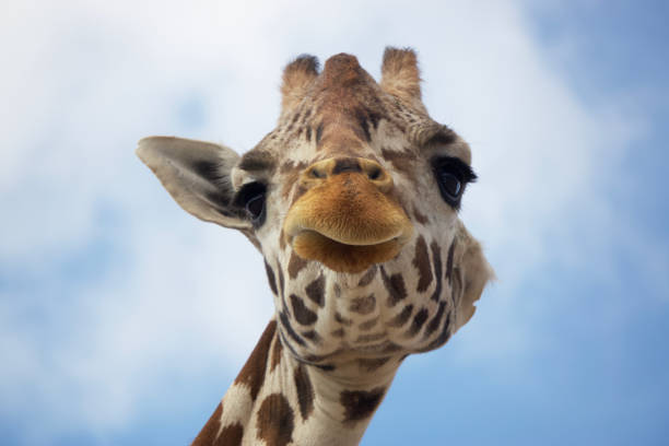 istock The head of a giraffe 1406390954