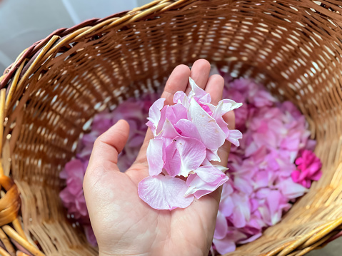 Rose petals in the hand