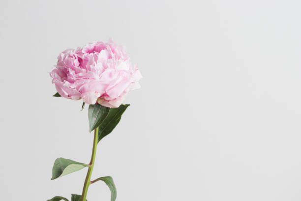 istock Fresh Pastel colored Pink peony in full bloom with white background 1406391854
