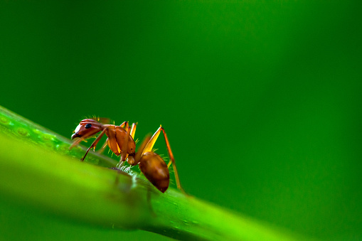 A Fire Ant climbs along a stem