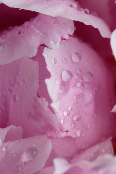 istock Fresh Pastel colored Pink peony in full bloom with dark background 1406393156