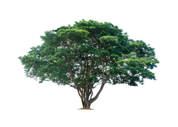 Samanea saman tree isolated on white(Samanea saman (Jacg.) Merr.