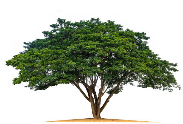 istock Samanea saman tree isolated on white(Samanea saman (Jacg.) Merr. 1406393283