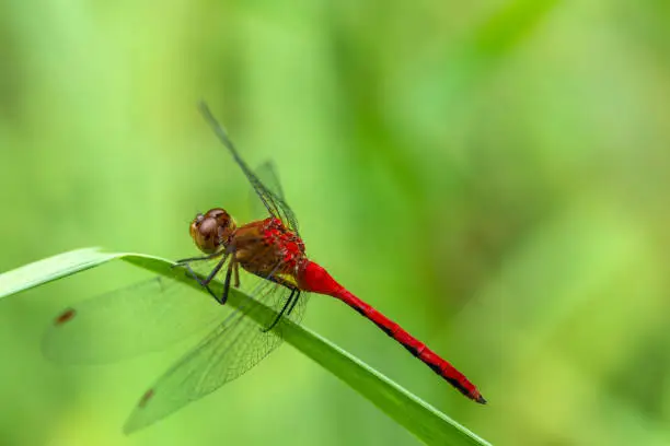 Photo of Red Veined Darter - Dragon Fly