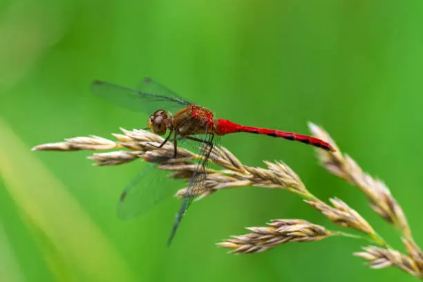 Photo of Red Veined Darter - Dragon Fly