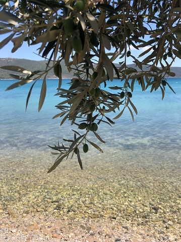 Leaves of a wild olive tree by the sea