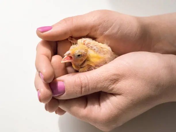 Photo of Close-up of canary chick on a human palm will be warmed by love and the warmth of the sun. Spring replenishment in the family. Breeding of songbirds at home.