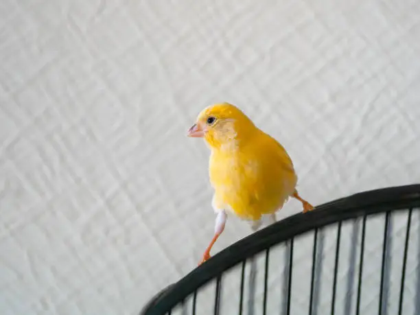 Photo of Curious yellow canary looks straight sitting on a cage on a light background. Breeding songbirds at home.