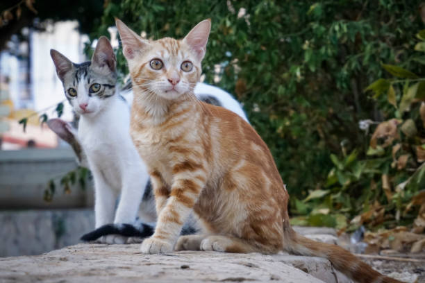 istock Kittens sitting on top of a wall 1406395636