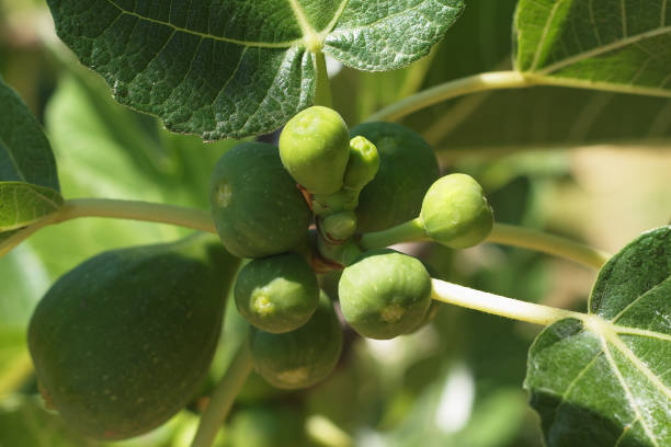 istock Figs on the branch in ripening 1406396227