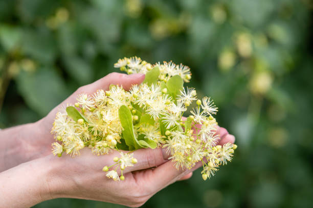 Linden blossom in the female hands outdoors Close-up of linden blossom in the female hands outdoors tilia stock pictures, royalty-free photos & images