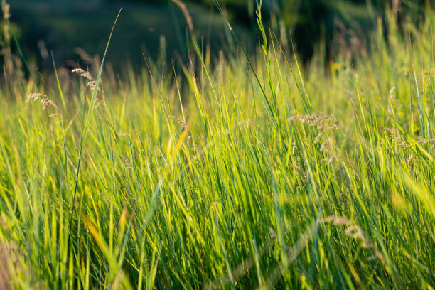 istock Wildflowers and herbs in the meadow 1406396584