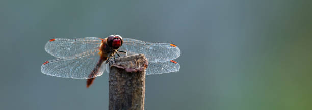 istock A large dragonfly sits on a stick on a neutral natural background 1406397905