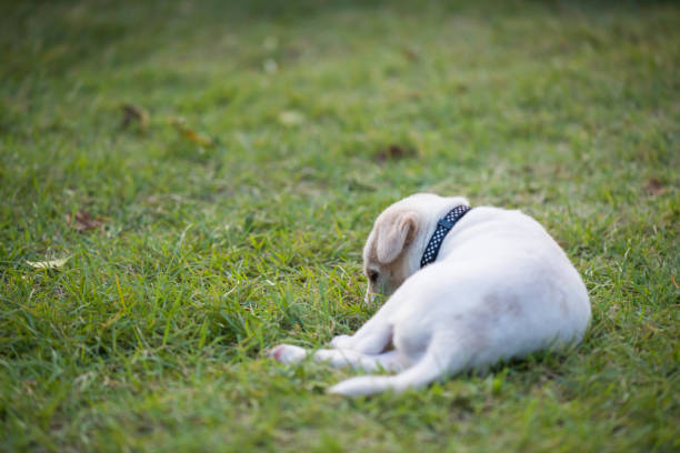 istock White puppy lying on green yard. Copy space for placing text 1406399013