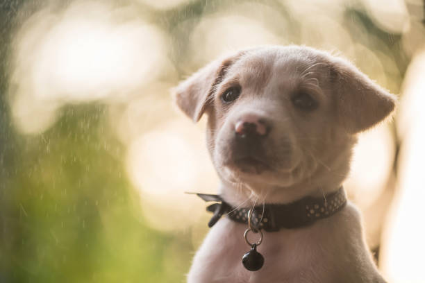 istock labrador puppy with raindrop and sunset foliage light bokeh 1406399034