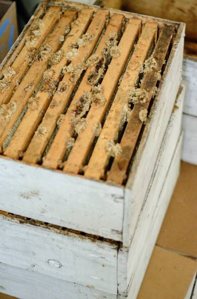 istock A Box of Bees and Honeycomb Frames - Ready for the Extraction Process to Begin 1406399202