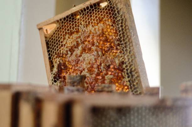 istock Frames of Golden Honey Comb Sit Ready for Extracting on a Spring Day 1406399224
